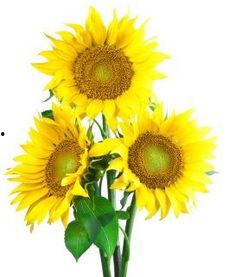 向日葵大队最新爆料,揭秘神秘事件背后的真相